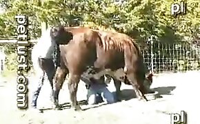 beastiality sex free videos, outdoors beastiality scenes